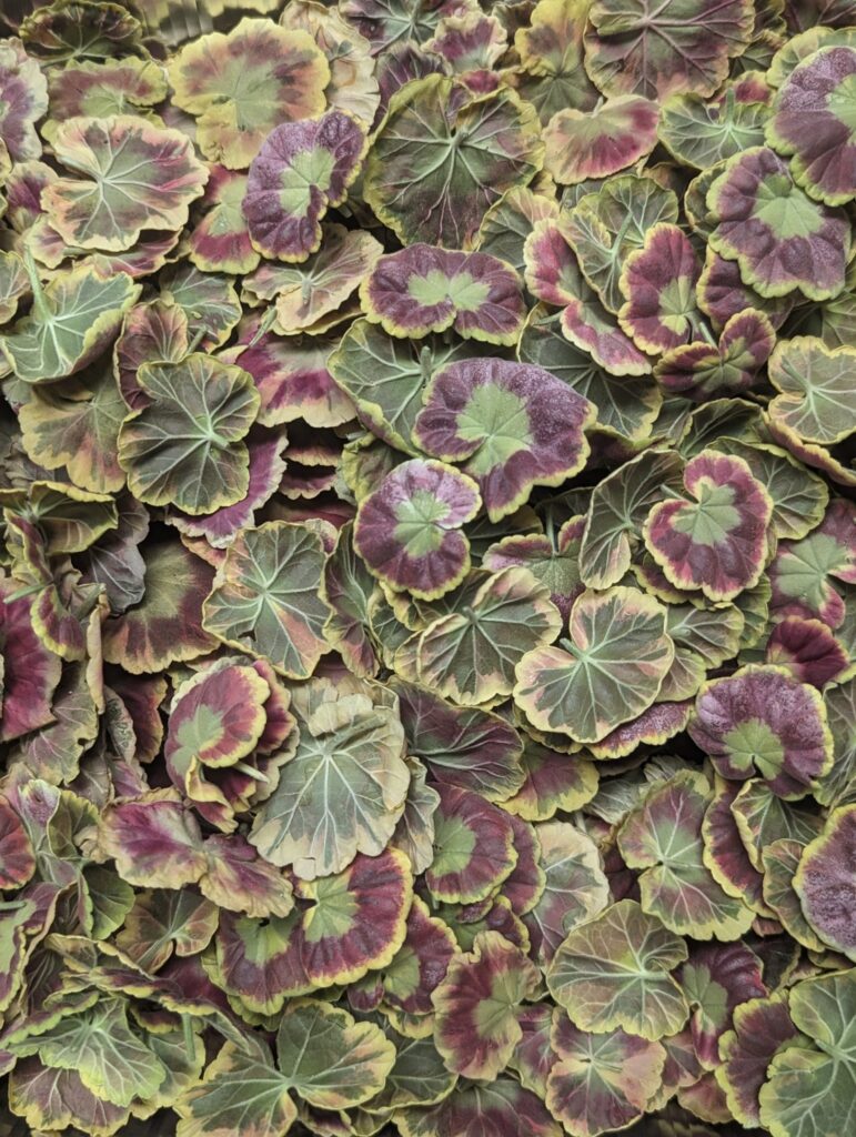 freeze dried edible geranium leaves